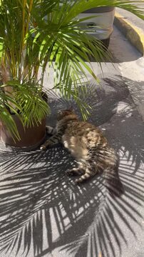 Lazy tabby cat resting in palm tree shadow vertical video