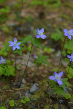 Oregon anemone (Anemone oregana)