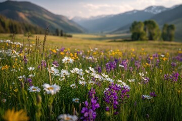 Obraz premium Warm evening light over a green meadow dotted with wildflowers in Colorado foothills