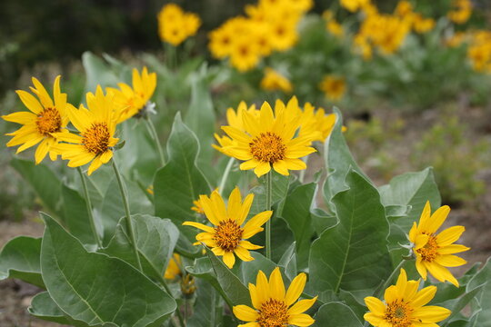 Arrowleaf balsamroot (Balsamorhiza sagittata)
