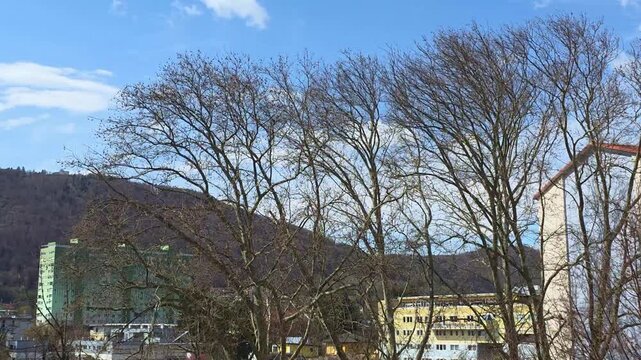 Trees bending due to a very strong wind, in Graz, Austria