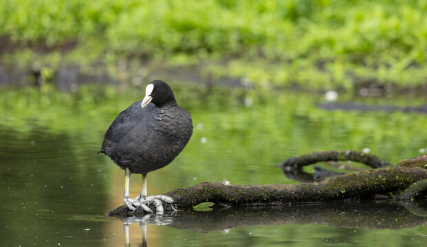 Eurasian Coot Fulica atra during the breeding season, on a traquil green reflected pond