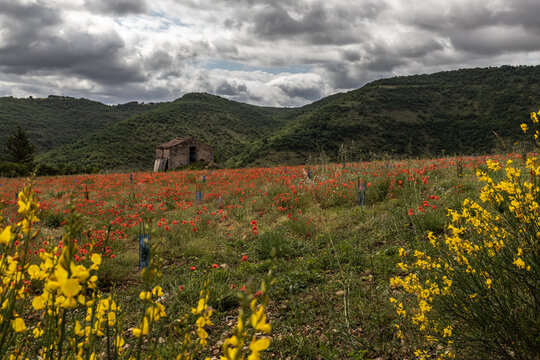 Saint Rome de Tarn (Aveyron, Occitanie, France) - Vue estivale d'un champ de coquelicots sous un ciel nuageux dans la vall&eacute;e du Tarn