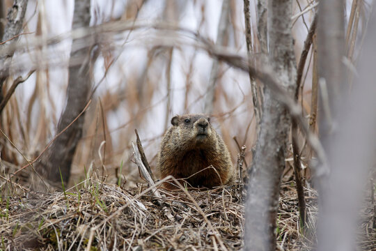 Marmotte, Qu&eacute;bec, Canada