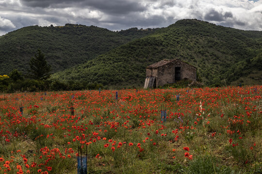Saint Rome de Tarn (Aveyron, Occitanie, France) - Vue estivale d'un champ de coquelicots sous un ciel nuageux dans la vall&eacute;e du Tarn