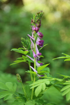Scouler's corydalis (Corydalis scoulerii)