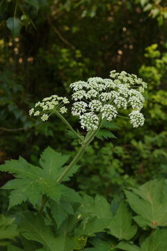 American cow-parsnip (Heracleum maximum)