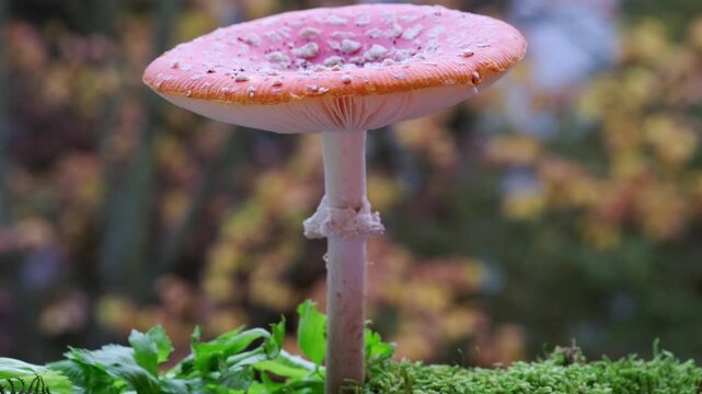 red Amanita muscaria mushroom stands out against bed fallen autumn leaves, toxic but visually striking mushroom, wild nature