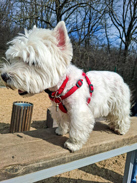 Fluffy West Highland White Terrier stands on wooden ramp in park wearing red harness under blue sky with trees