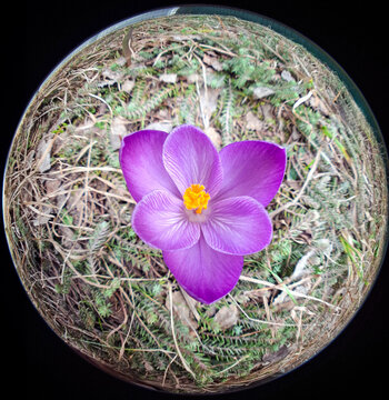 Vibrant purple crocus flower blooms surrounded by dry grass and green moss on a spring day