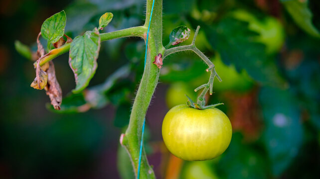 Beautifully isolated single light green unripe tomato hanging gracefully against a deeply blurred dark background emphasizing the simplicity of pure farm agriculture