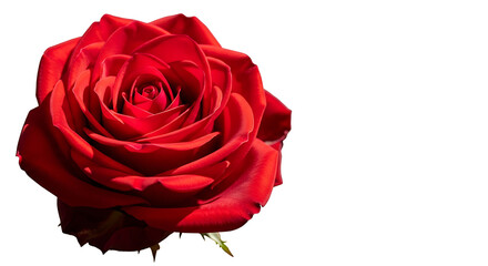 Naklejka premium Red rose close-up on a white background 