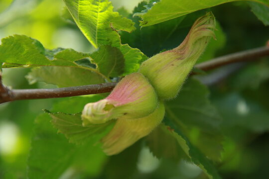 beaked hazelnut (Corylus cornuta)