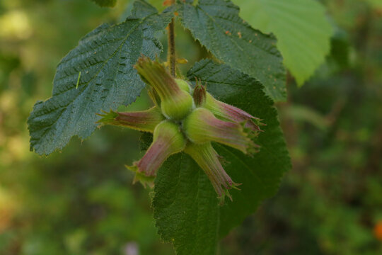 beaked hazelnut (Corylus cornuta)