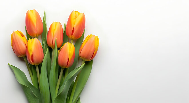 Fresh orange tulips arranged on white background  