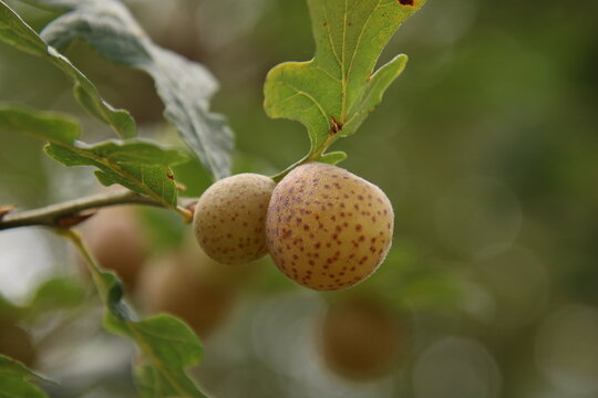 oregon white oak gall (quercus garryana)