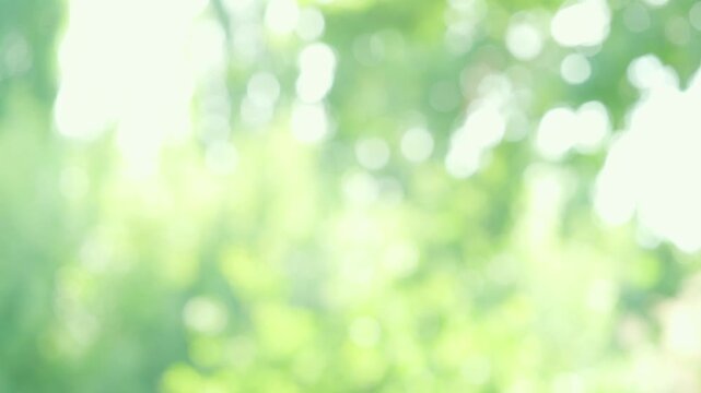 sunny green natural blurred bokeh lights, abstract background banner with sun glare, green foliage flutter in wind, summertime season, good weather, natural placement presentation
