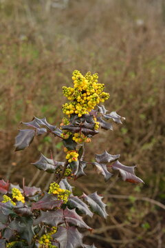 tall Oregon grape (Mahonia aquifolium)