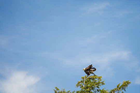 Bald Eagle Taking Off From Treetop Wings Spread Blue Sky Michigan
