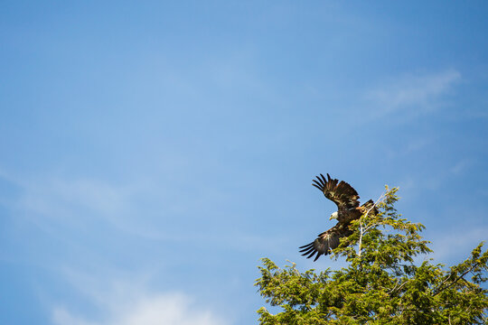 Adult Bald Eagle Launching From Treetop Full Wingspan Blue Sky