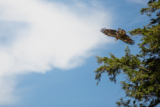 Juvenile Bald Eagle in Flight Over Conifer Trees Blue Sky Michigan