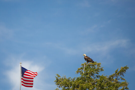 Bald Eagle Perched on Treetop Beside American Flag Blue Sky