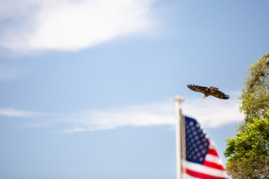 Bald Eagle Flying Over American Flag on Blue Sky Background

