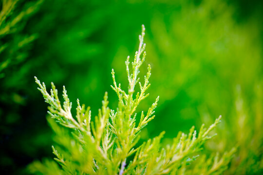 Handful of highly defined yellowish green cypress tree tips protruding bravely upwards against an entirely soft blurred dark green garden background creating immense focus