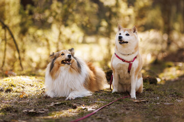 Two dogs looking up curiously in a sunny forest glade © 9parusnikov