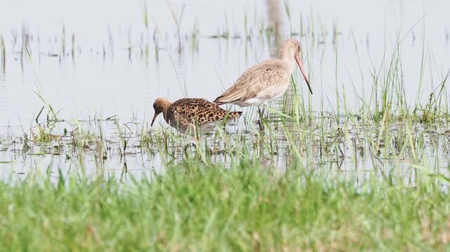 Ruff (Calidris pugnax) searching for food on wet meadow with Black-tailed Godwit (Limosa limosa) female in background