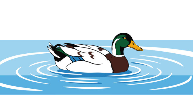 Male Mallard Duck in Water.