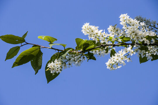 Gew&ouml;hnliche Traubenkirsche (Prunus padus)