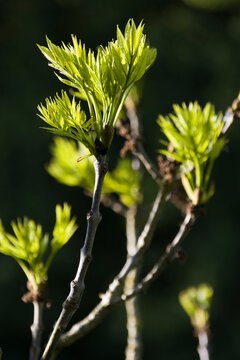 junge Triebe einer Esche (Fraxinus excelsior)
