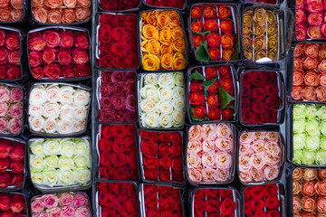 Colorful roses creating a vibrant repeating floral pattern