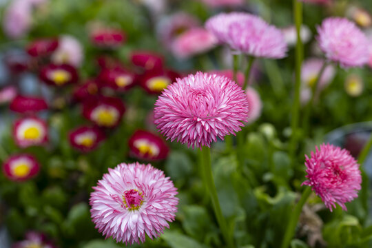 The flower of a Bellis perennis Pomponette (english daisy). This is a perennial grown as a biennial, and produces masses of cute pompon-like, fully double flowers in shades of red, pink or white.
