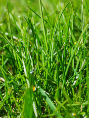 Obraz premium Lawn close up. Green grass with water drops of morning dew, bokeh surface illuminated by sunlight in the summer. Abstract textured shining pattern for design, backdrop and backgrounds.