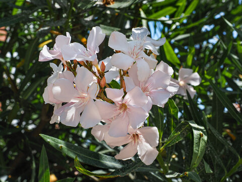 Pinkish white flowers of Nerium Oleander Alsace, close up. Dwarf Oleander with funnel-shaped blossoms and green leaves. Popular, poisonous, flowering plant in the family Apocynaceae.