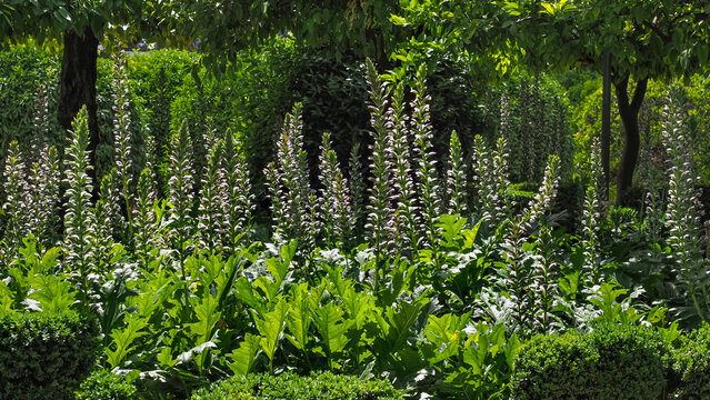 Field with Bears Breech or Acanthus mollis flowers. Oyster plant is whitish flowers with hooded lilac purple bracts. Acanthus spinosus is herbaceous perennial flowering plant of the family Acanthaceae
