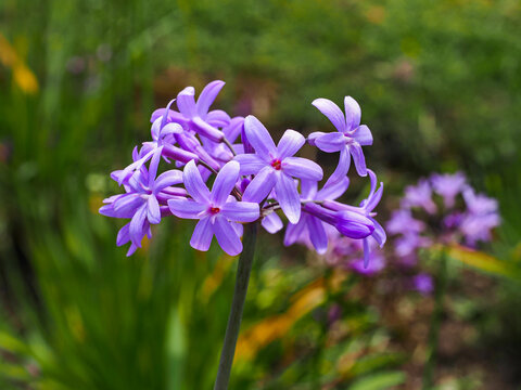 Tulbaghia violacea - Society Garlic, pink flower, close up. Pink Agapanthus or wild garlic is herbaceous, perennial, flowering plant in the family Amaryllidaceae, Allioideae.