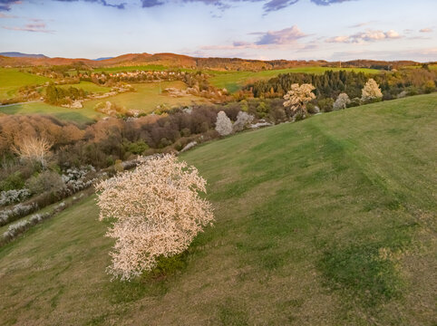 Aerial view of blooming white trees on rolling green hills with a small village and forest under a soft sunset sky in Dolna Micina, Banska Bystrica Regio, Slovakia.
