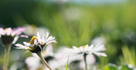 Common daisies in soft green meadow with dreamy bokeh © Vjom