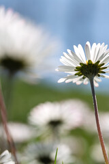 Back view of common daisy against blue sky in spring © Vjom