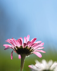 Pink common daisy from below against blue sky copy space © Vjom
