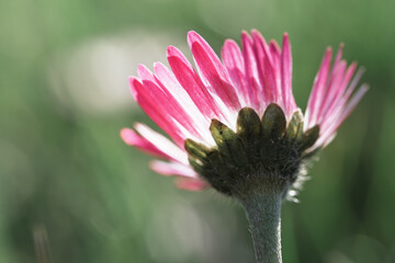 Pink Bellis perennis Daisy in Soft Green Garden Bokeh © Vjom