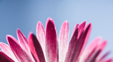 Bellis perennis Pink Petals Macro with Blue Sky Copy Space © Vjom