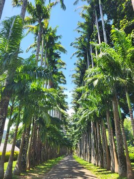 All&eacute;e de palmiers royaux, Jardin botanique de Peradeniya, Royal Botanic Gardens, Kandi, Sri Lanka.