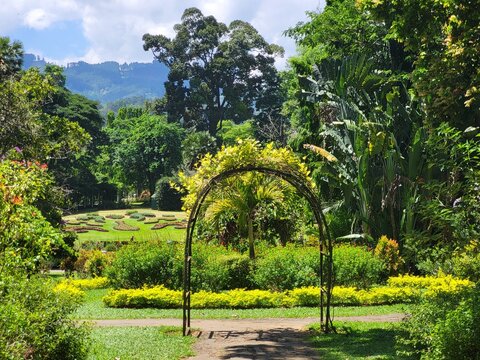 Jardin botanique de Peradeniya, Royal Botanic Gardens, Kandi, Sri Lanka.