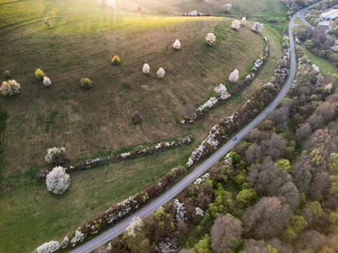 Aerial view of blooming white trees on rolling green hills and a winding road during golden hour in Dolna Micina, Banska Bystrica Region, Slovakia.
