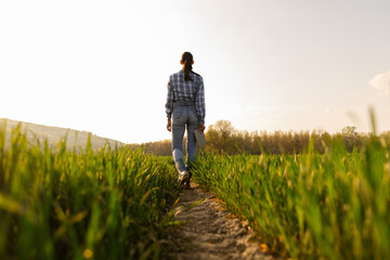 Fototapeta premium Female farmer walking on path in green field, holding tablet while checking crops, back view, full length shot. Green field exploration concept