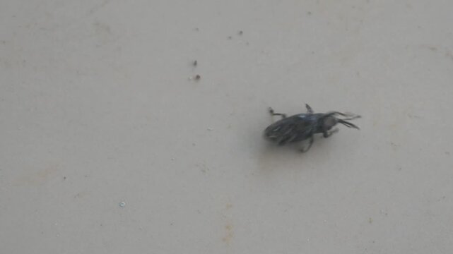 a small black snout beetle upside down on the floor surface